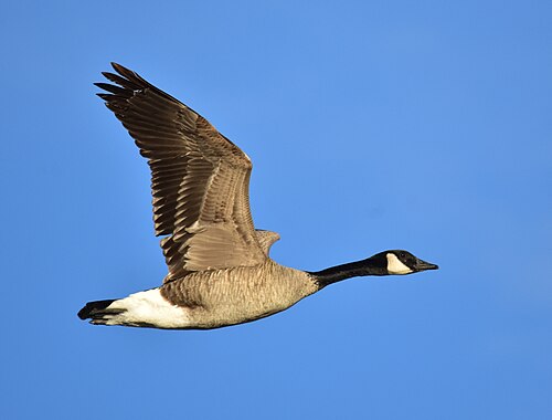 Branta canadensis